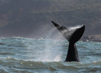 Show de baleias-francas