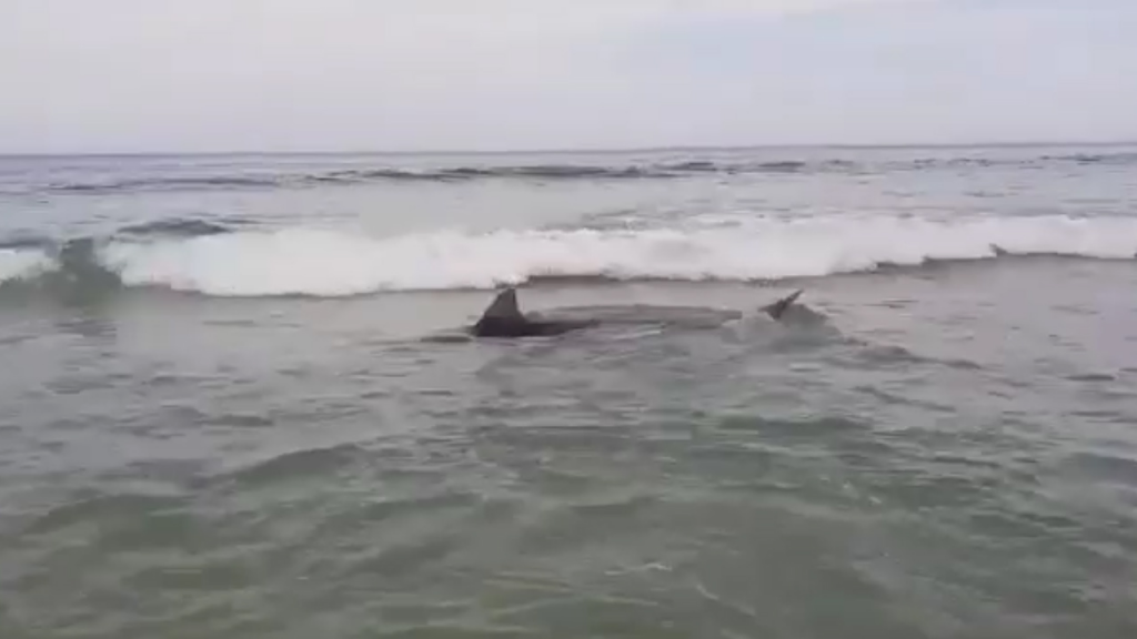 Tubarão foi avistado em quatro praias de Saquarema, Rio de Janeiro.