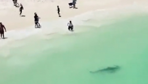 Tubarão-tigre surge em águas rasas de Perth, Austrália.