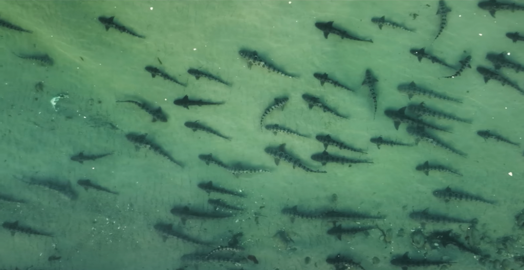 Tubarões, Califórnia (EUA)