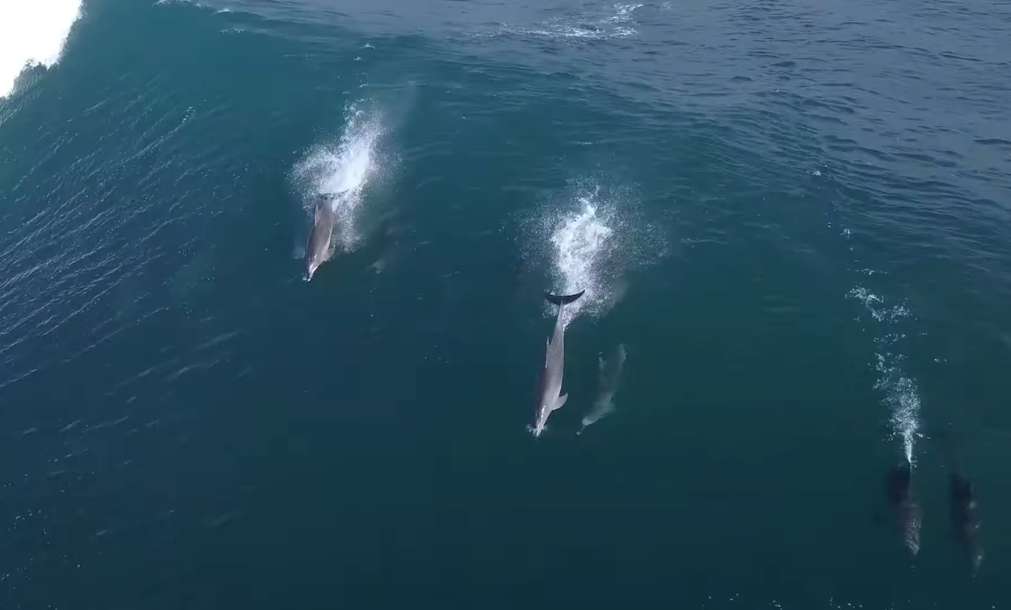 Golfinhos, Austrália