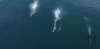 Golfinhos quebram a vala