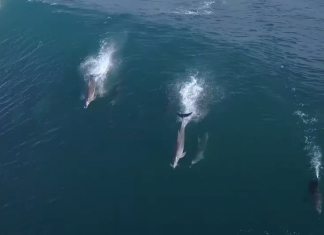 Golfinhos quebram a vala