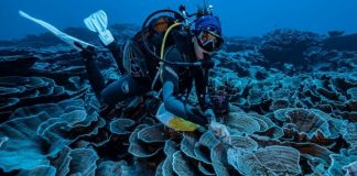 Descoberto recife no Taiti