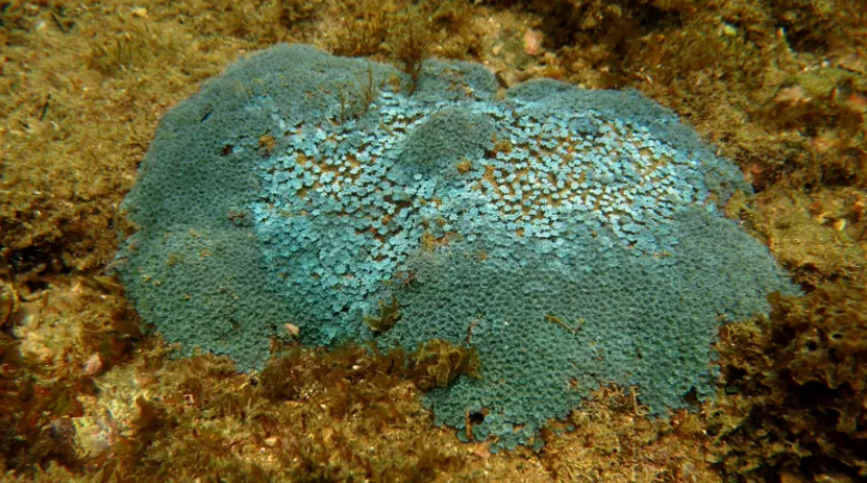 Corais foram introduzidos por meio do comércio de aquários.