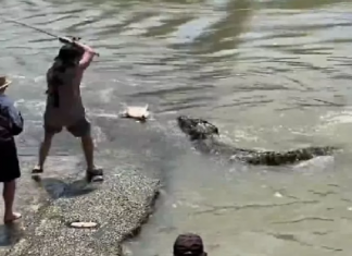 Pescador enfrenta crocodilo