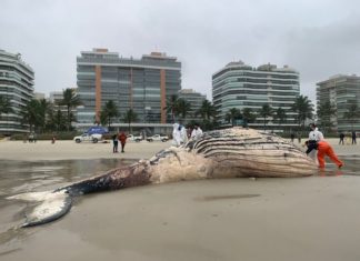 Baleia encontrada morta