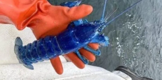 Pescador encontra lagosta azul