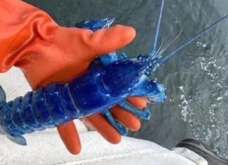 Pescador encontra lagosta azul