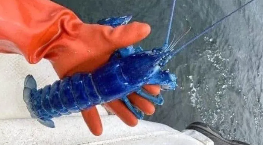 Uma a cada duas milhões de lagostas nascem azul.