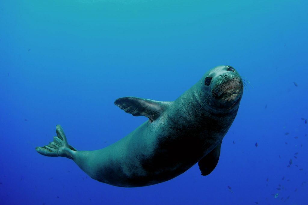 Foca Monk Seal