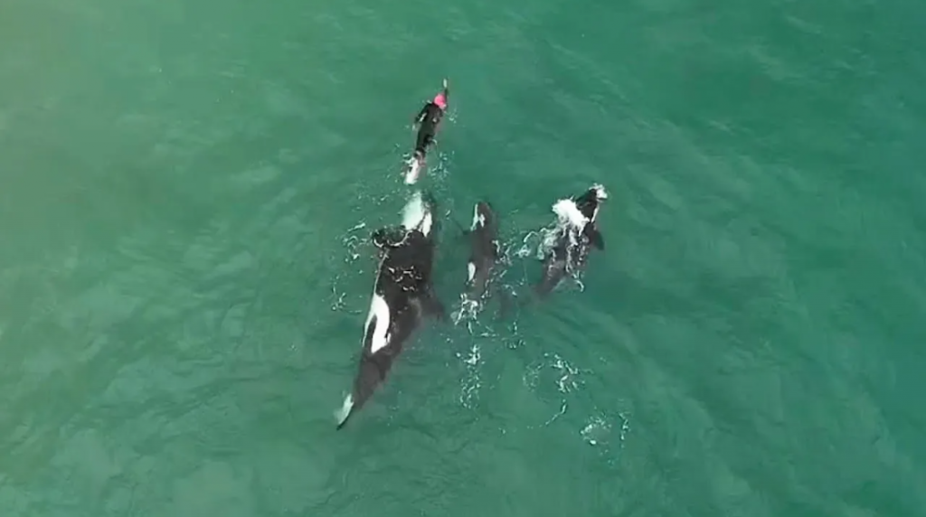 Orcas, Nova Zelândia