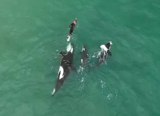 Orcas brincam com nadador