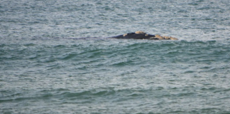 Baleias flagradas em Floripa