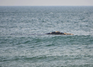 Baleias flagradas em Floripa