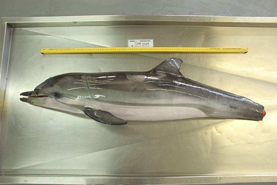 Espécie rara, golfinho-listrado é achado sem cauda em Bombinhas (SC).