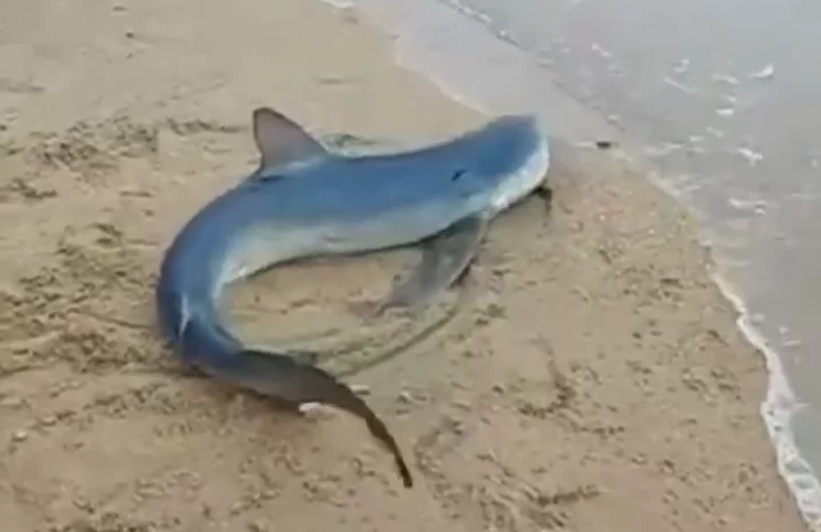 Tubarão azul, Ilhabela (SP)