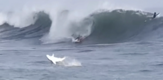 Tubarão salta na frente de surfista