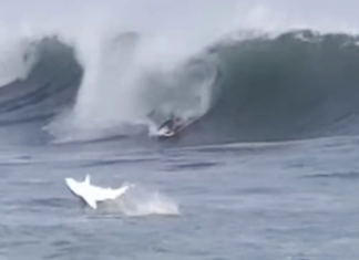 Tubarão salta na frente de surfista
