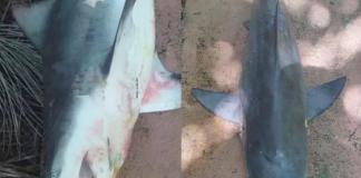 Tubarão é encontrado morto