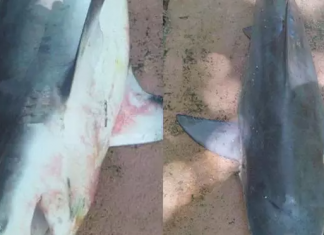 Tubarão é encontrado morto