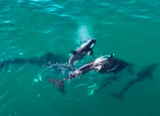 Orcas matam golfinho