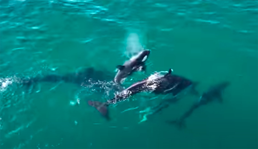 Orcas, Califórnia (EUA)