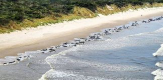 Baleias encalham na Austrália