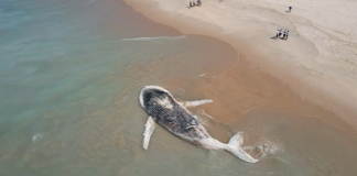 Baleia-jubarte encontrada morta
