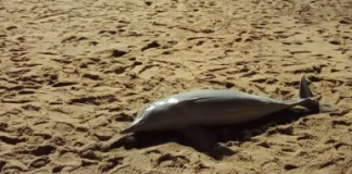 Golfinhos encontrados mortos