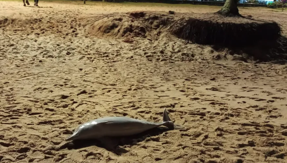 Golfinho aparece morto na praia de Martim de Sá, em Caraguatatuba.