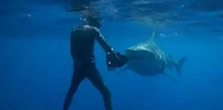 Tubarão persegue mergulhador