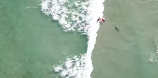 Surfista cai em tubarão