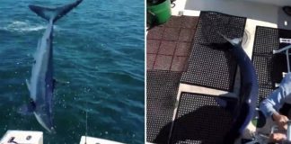Tubarão salta para dentro de barco