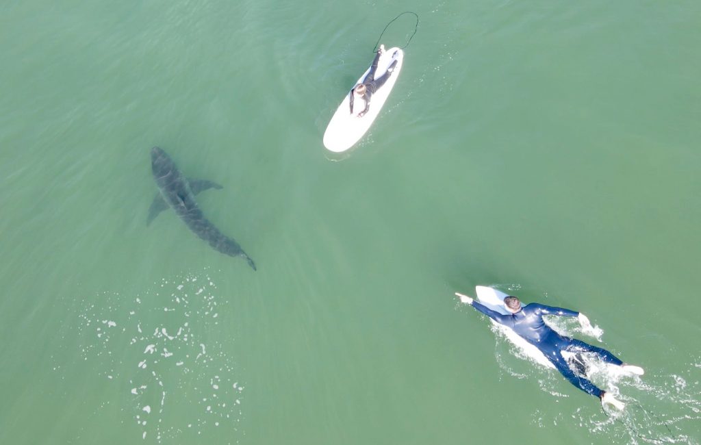 Tubarão, Califórnia (EUA)