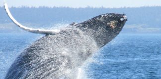 Baleia assusta pescadores