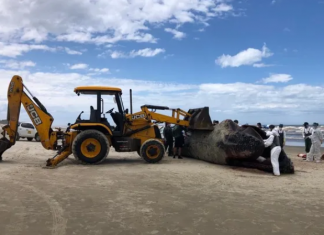 20 baleias enterradas em Jaguaruna