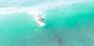 Tubarão nada debaixo de surfista