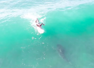 Tubarão nada debaixo de surfista