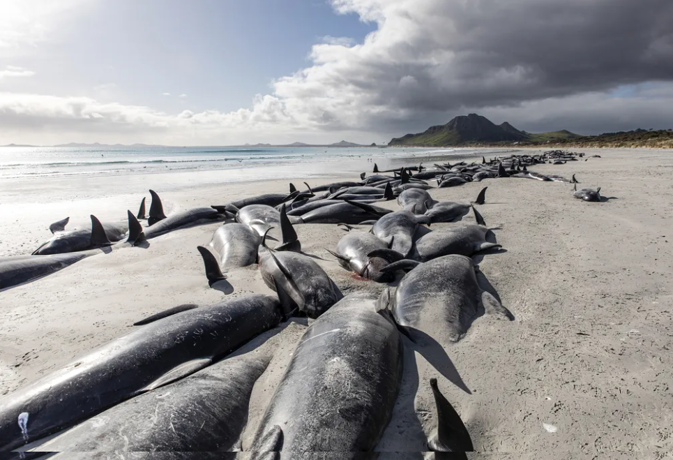 Baleias, Nova Zelândia