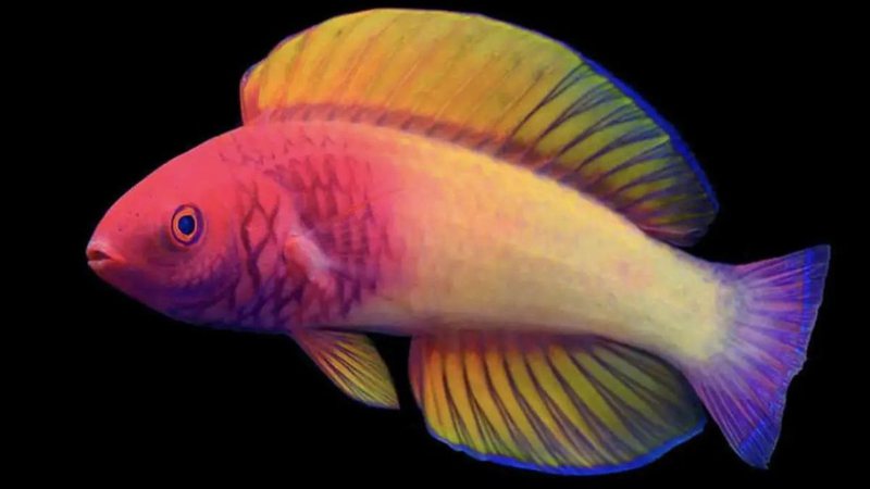 Peixe foi descoberto ao redor das Ilhas Maldivas.