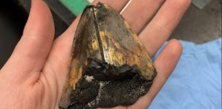Fóssil de megalodonte encontrado?