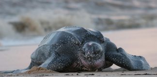 Tartaruga de 200 kg encontrada morta