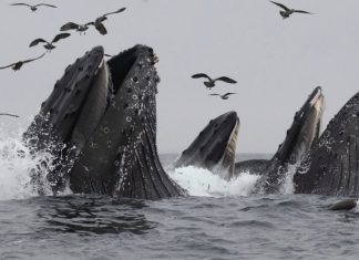 Micro plástico intoxica baleias