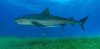 Tubarões revelam floresta marinha