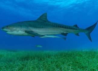 Tubarões revelam floresta marinha