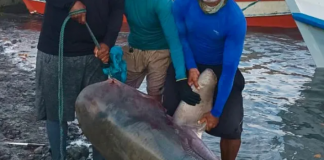 Tubarão morto no Pará