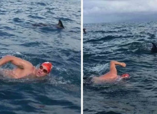 Golfinhos protegem nadador de tubarão