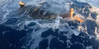 Pescadores salvam tartaruga de tubarão