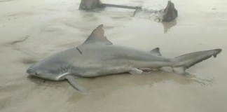 Tubarão é salvo em São Vicente